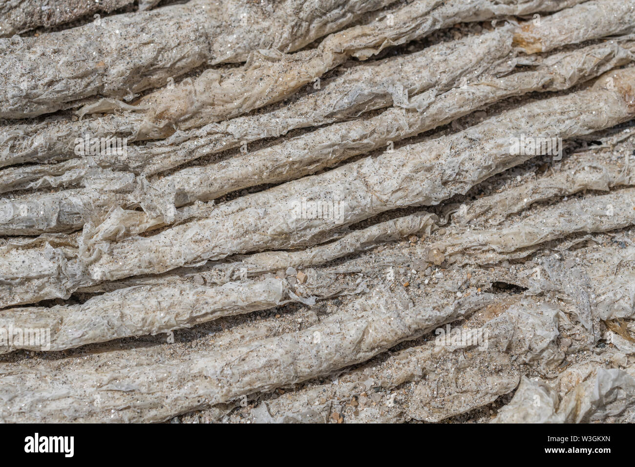 Deposito essiccato di sun-sbiancata alga lattuga di mare / Ulva lactuca si è incagliata sulla spiaggia e depositato presso la linea di deriva. Seashore astratta, alghe abstract Foto Stock