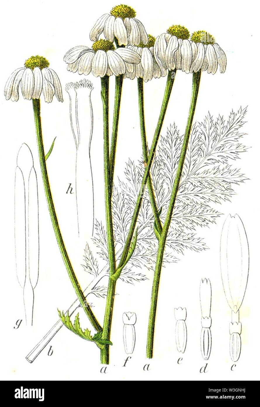 Chrysanthemum corymbosum Sturm48. Foto Stock
