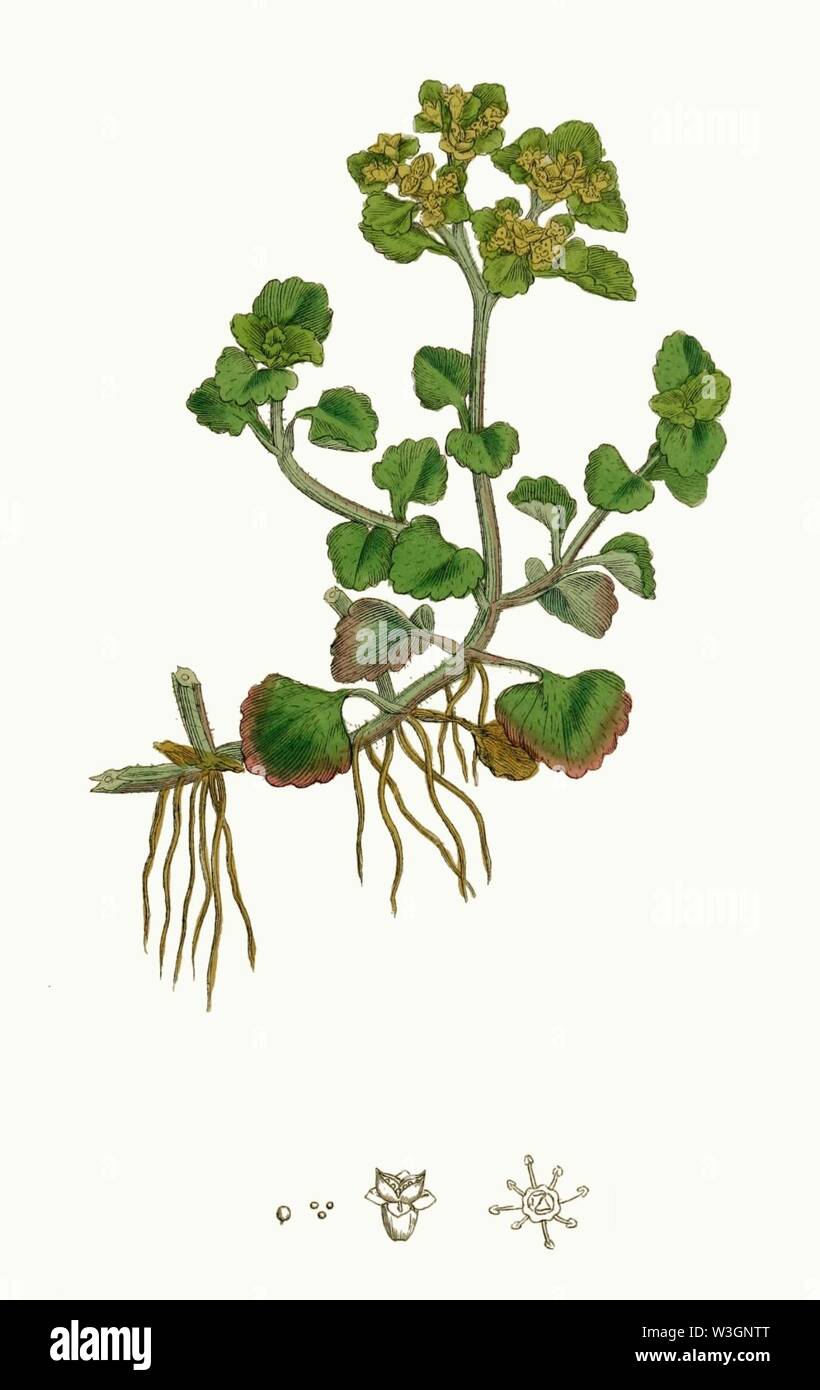 Chrysosplenium oppositifolium - Inglese botanica o, figure colorate di piante britannico - vol. 4 (ed. 3) - t. 563. Foto Stock