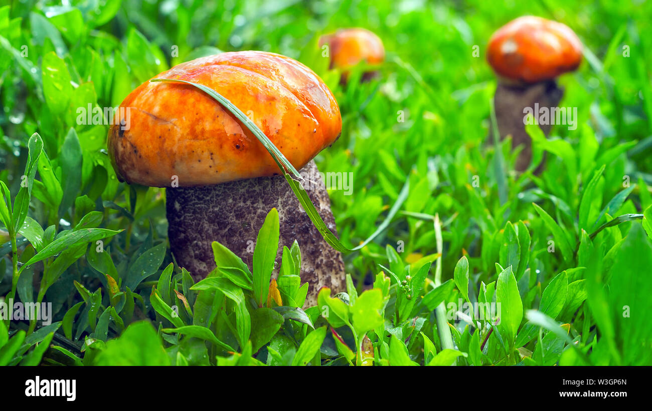 Un unico grande Red-Capped Scaber levetta fungo Fungo (Leccinum Aurantiacum) e due piccole in erba dopo la pioggia su una soleggiata giornata estiva. Foto Stock