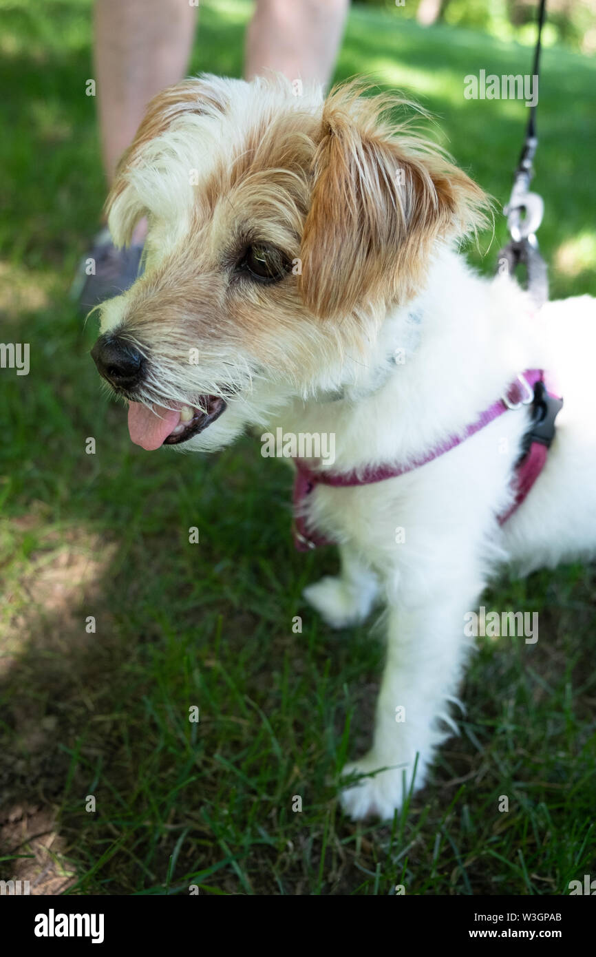Un filo pelose Jack Russell Terrier mix cane, che è cieca da un occhio, raffigurato all'esterno. Foto Stock