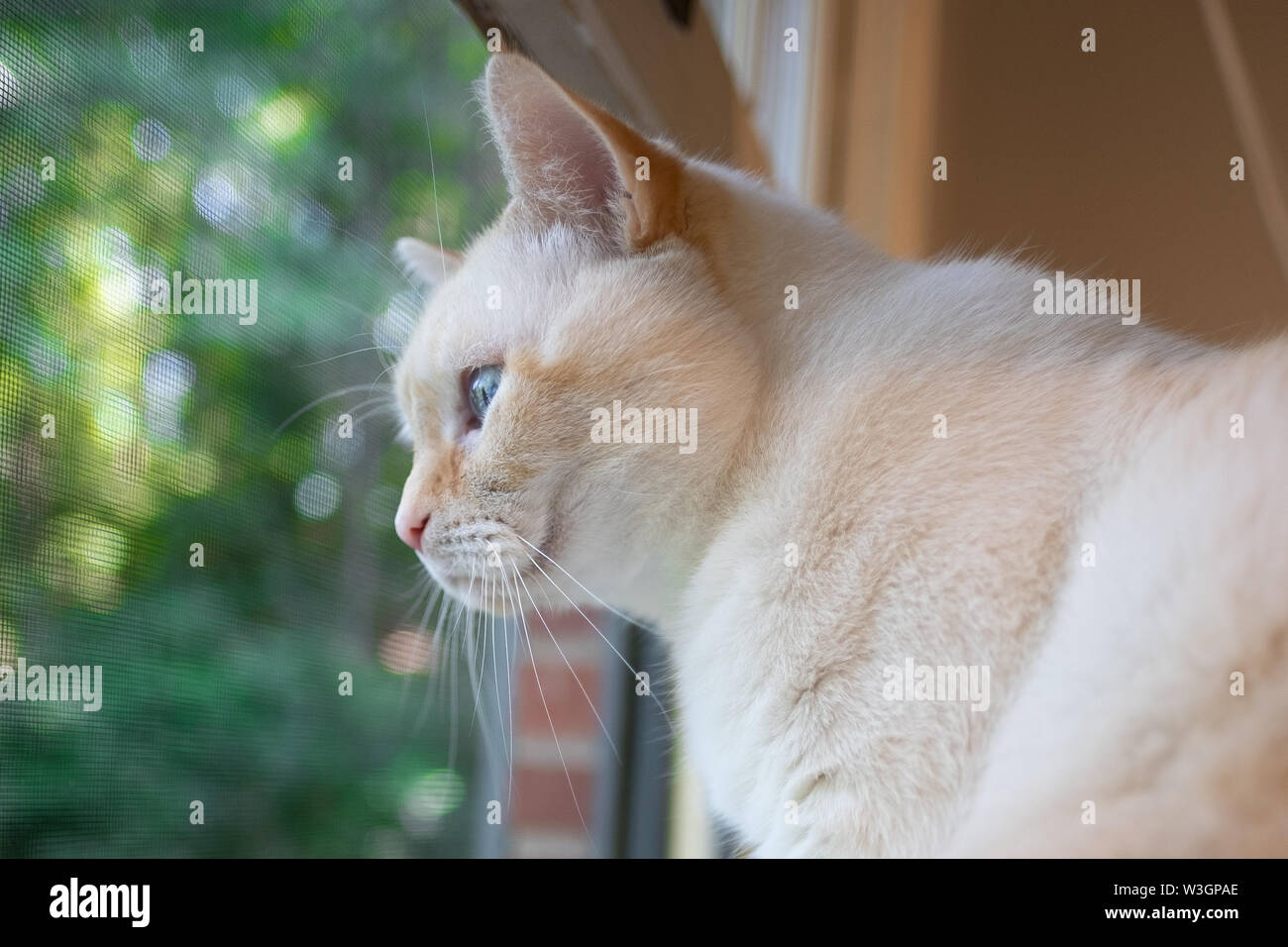 Un bianco flamepoint gatto siamese gatto con gli occhi blu guardando fuori da una finestra con un lussureggiante verde dello sfondo. Foto Stock