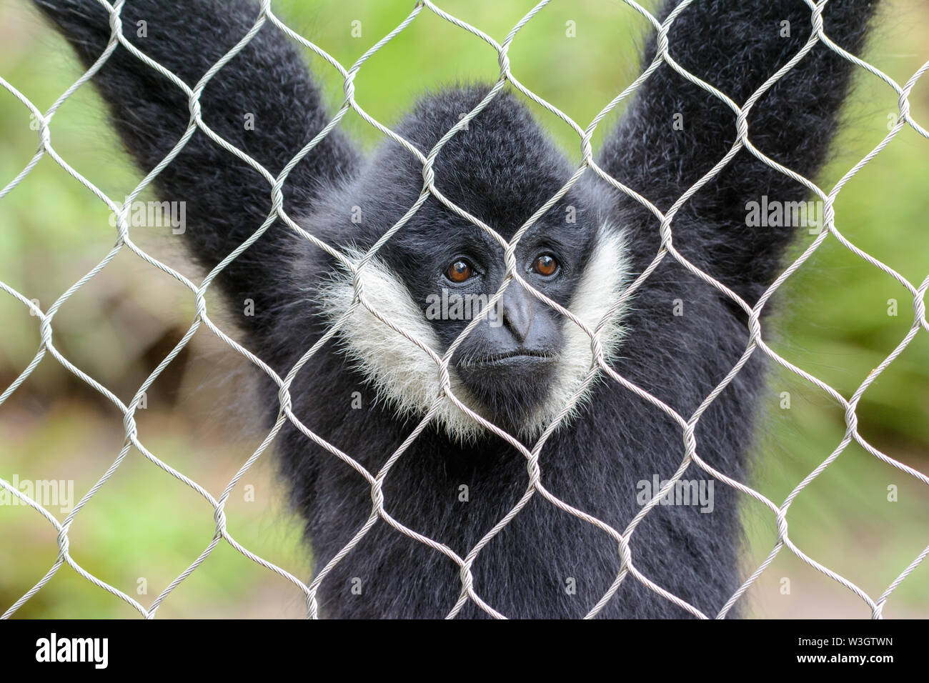 Bianco-cheeked spider monkey (Ateles marginatus) nella gabbia. Triste guardare in faccia. Foto Stock