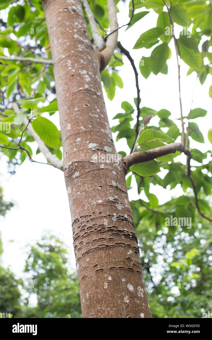 Tronco di una Magnolia campbellii, Campbell's albero di magnolia. Foto Stock
