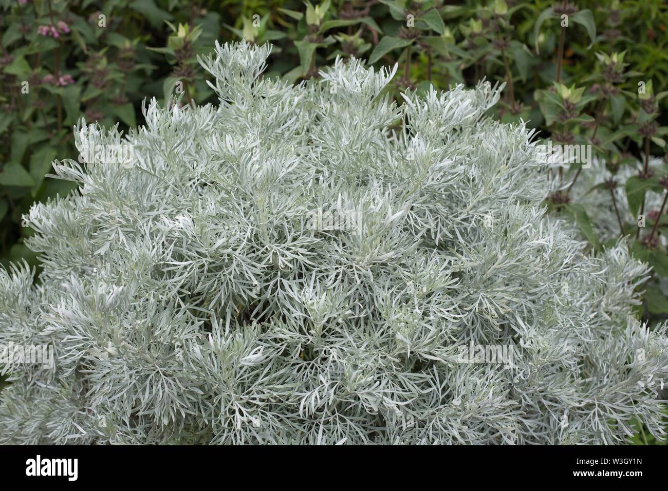 Artemisia arborescens arbusto. Foto Stock