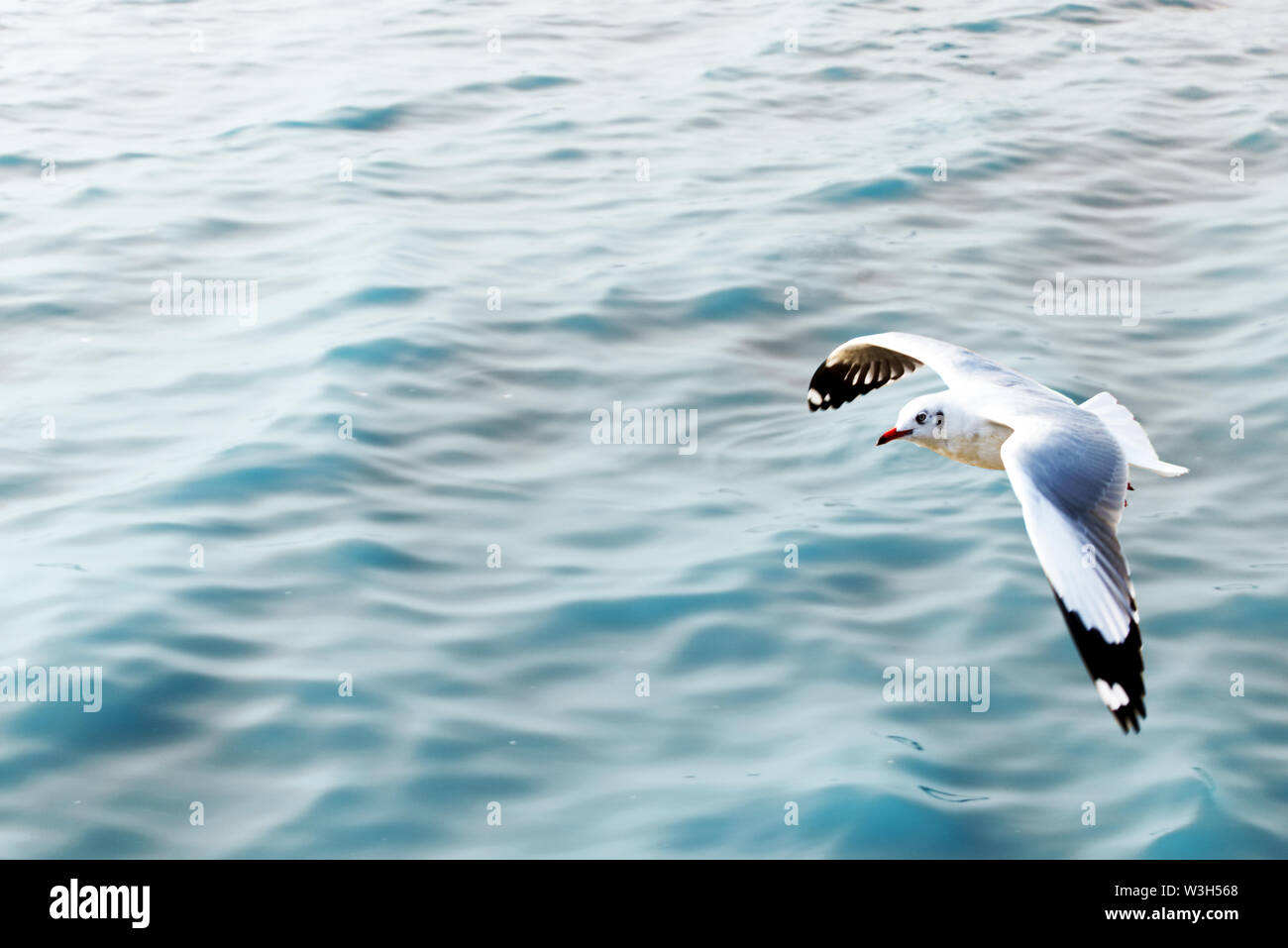 Seagull battenti solo sopra il mare blu Foto Stock