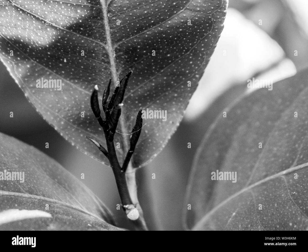 La nuova crescita di un albero di limone Foto Stock