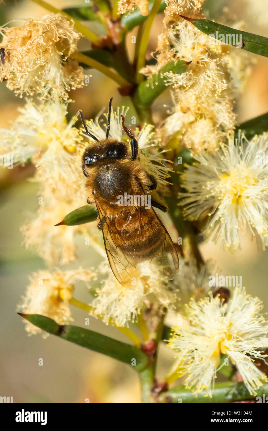 Honeybee sulla diffusione di fiore di bargiglio Foto Stock