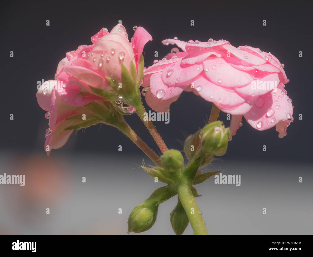 Gocce d'acqua su petali di fiori, macro di rosa molle Geranio fiori in fiore al sole, fresco con gocce d'acqua dalla pioggia, giardino australiano Foto Stock