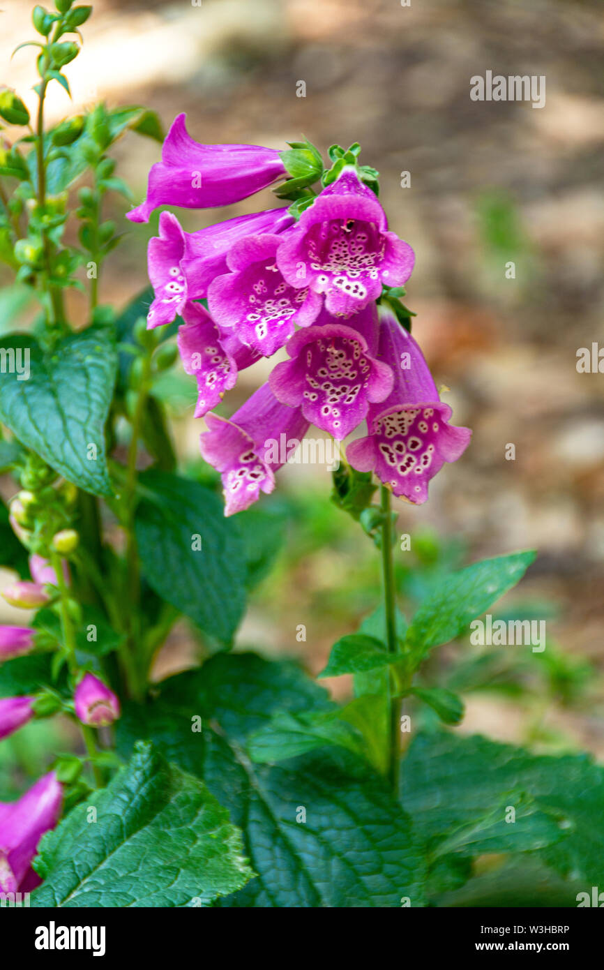 Rosa Foxgloves comune. Digitalis purpurea. Il terminale flower spike ha numerosi rivolta verso il basso a forma di campana fiori che sono fortemente individuato all'interno. Foto Stock