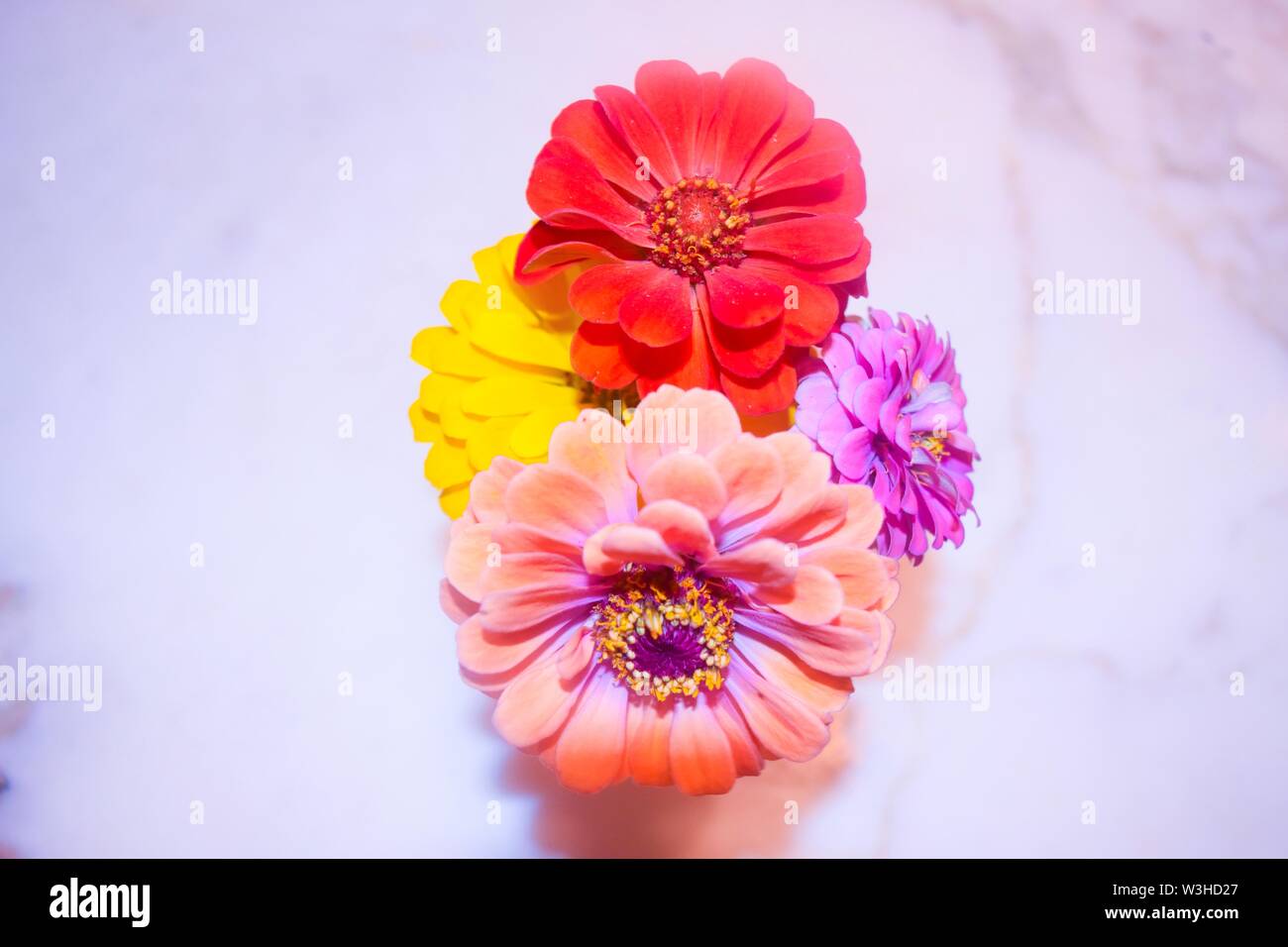 Indoor boutique di fiori Foto Stock