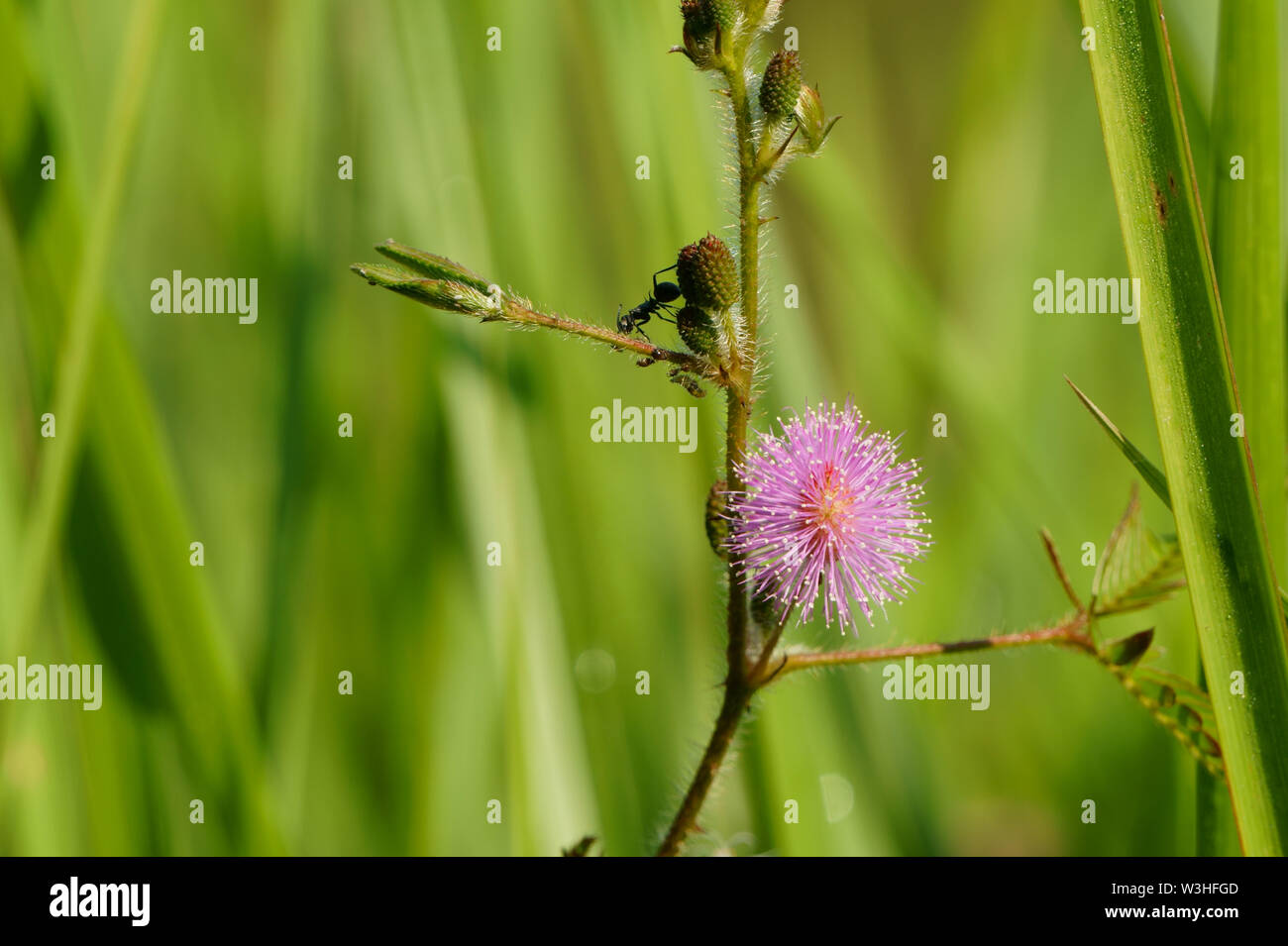Rosa pudica Mimosa in fiore sfocato foglia verde dello sfondo. Impianto sensibili Foto Stock