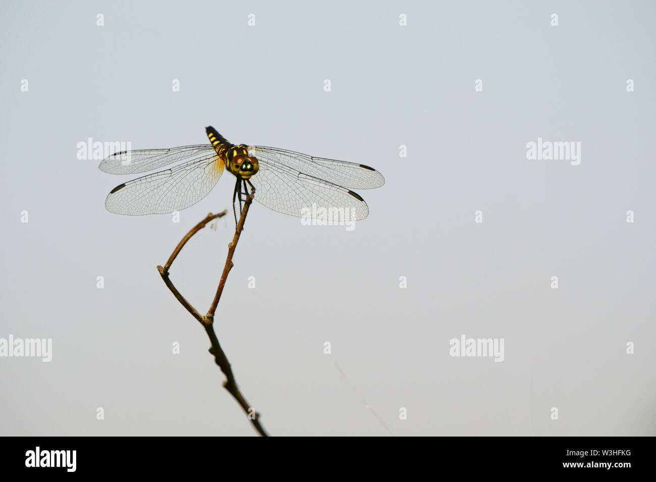 Close up dragonfly appollaiato sul ramo secco nel campo Foto Stock