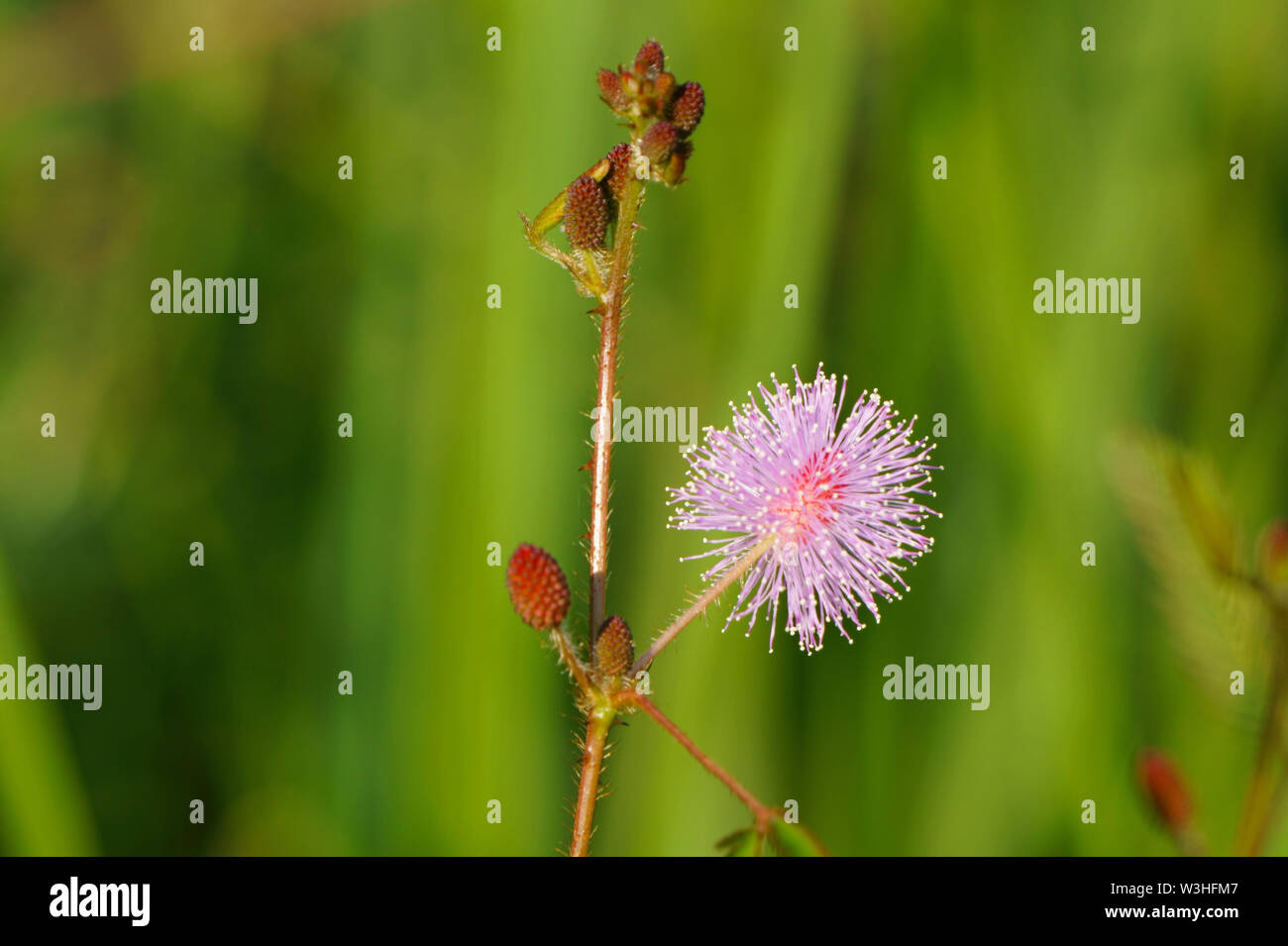 Close up rosa pudica Mimosa in fiore la mattina. Impianto sensibili Foto Stock