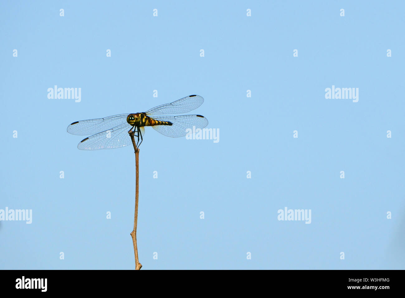Dragonfly appollaiato sulle branche a secco sul cielo blu sullo sfondo Foto Stock