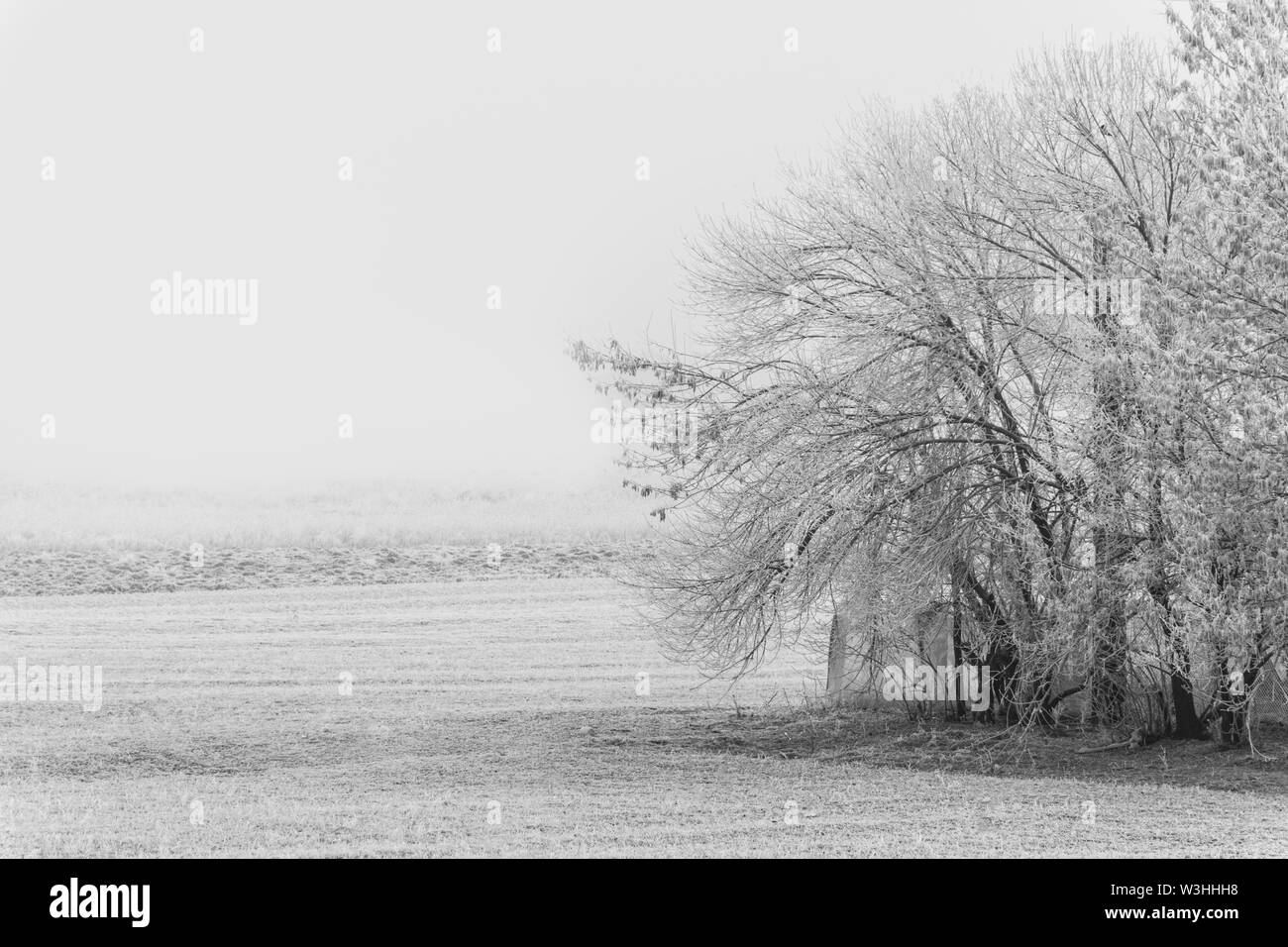 Bella scala di grigi colpo di alberi durante l'inverno in un campo Foto Stock
