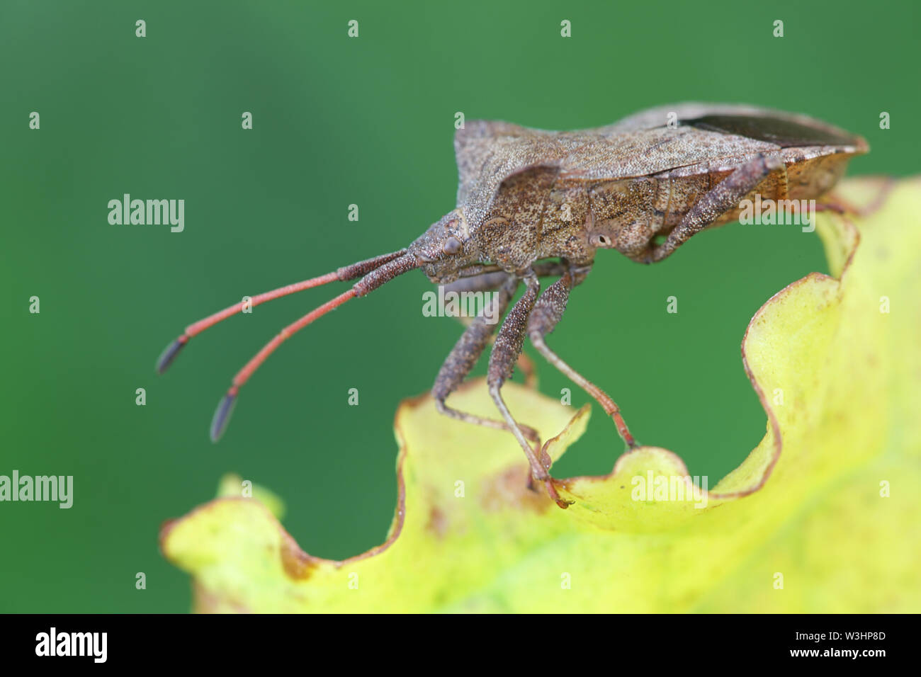 Coreus marginatus, noto come il Dock Bug, una specie di vero bug nella famiglia Coreidae Foto Stock