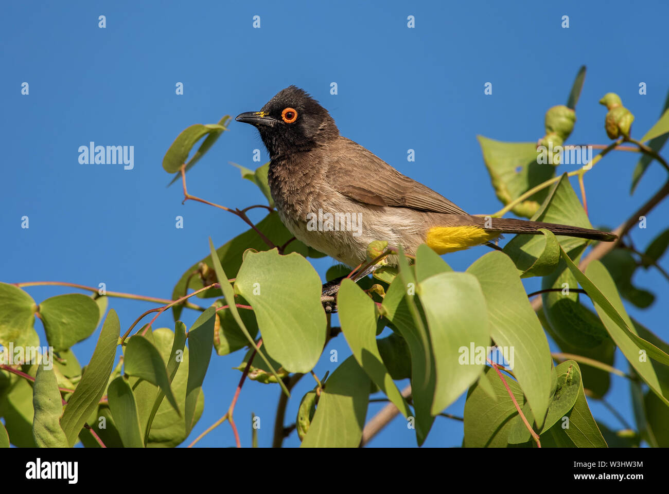 Nero-Bulbul fronteggiata - Pycnonotus nigricans, bella appollaia uccello dalle boccole africana e savane, Namibia. Foto Stock