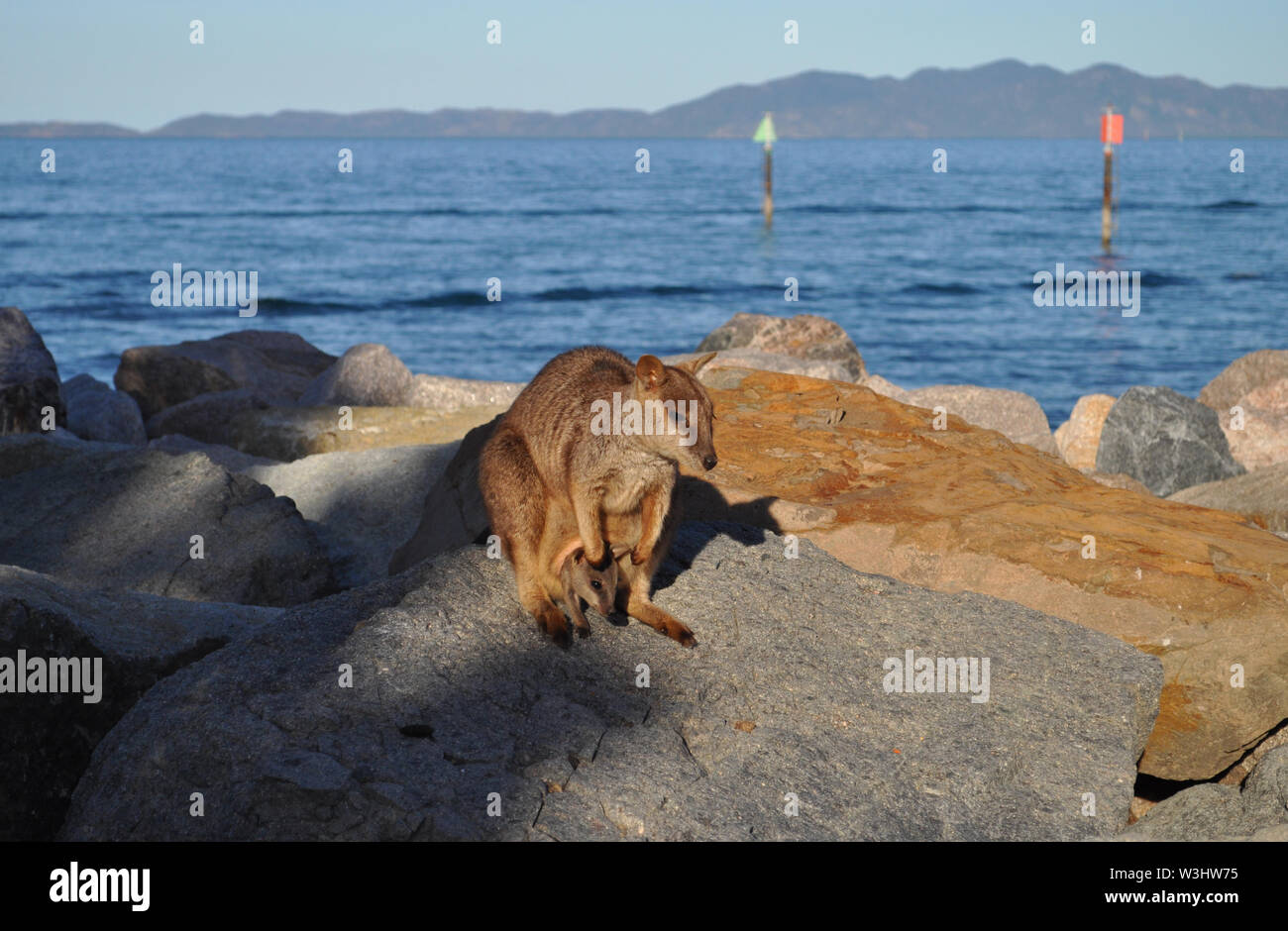 Allied rock wallaby con joey nella sacca, Petrogale assimillis, sulle rocce in Nelly Bay, Magnetic Island, in Australia Foto Stock