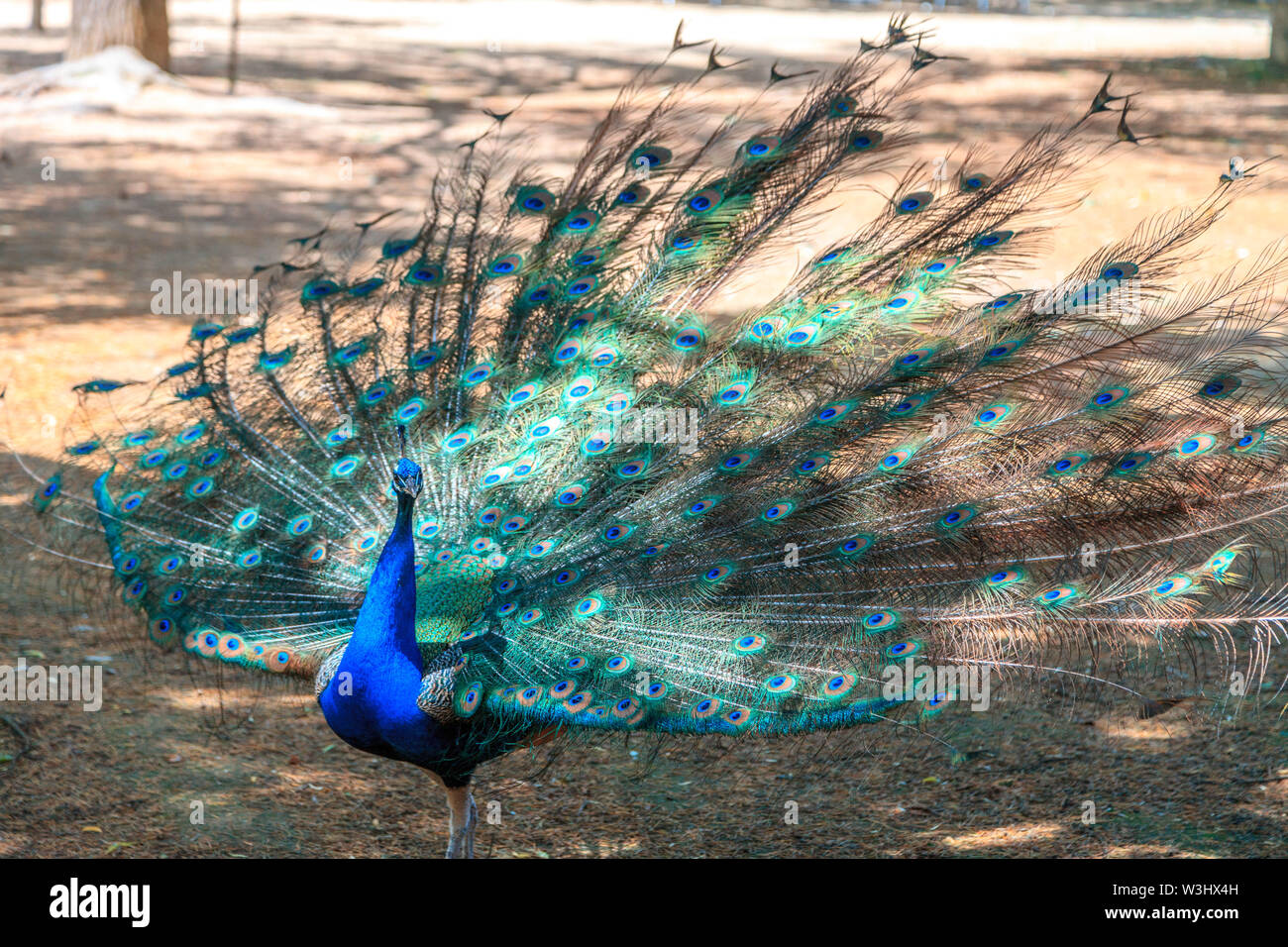 Pavo cristatus Foto Stock