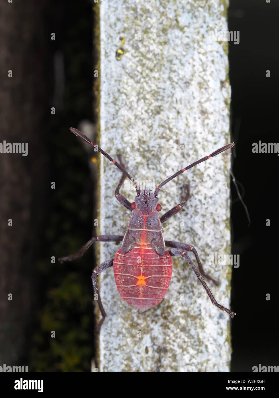 Boisea rubrolineata (Western boxelder bug) ninfa Foto Stock
