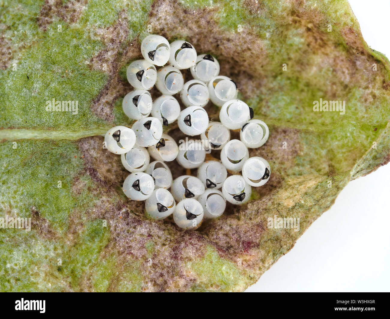 Uova cotte di bruno marmorated Stink bug (Halyomorfa halys) su una foglia di barbabietola - macrofotografia Foto Stock
