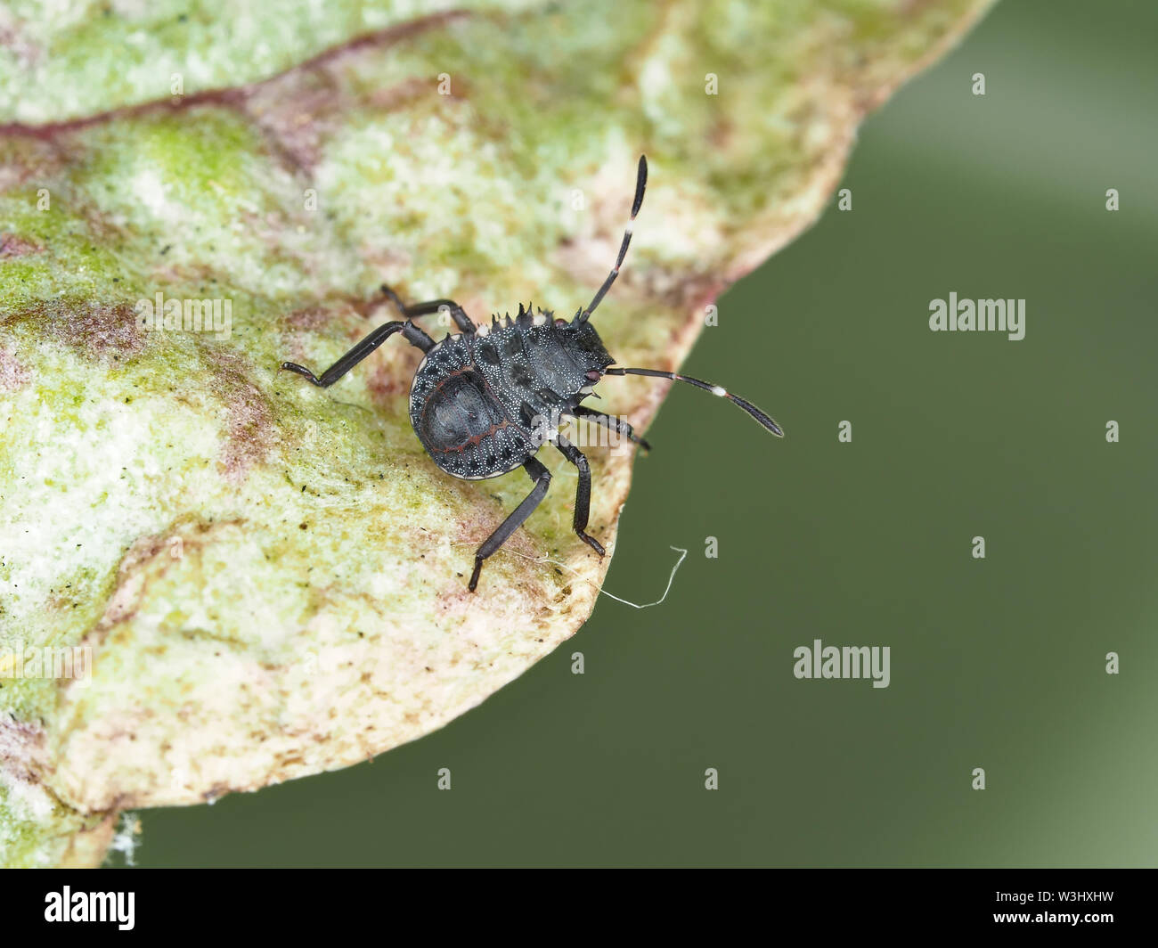 Halyomorpha halys (marrone marmorated stink bug - agricolo di Pest) stadio precoce ninfa su una foglia di barbabietola nello stato di Washington, USA Foto Stock