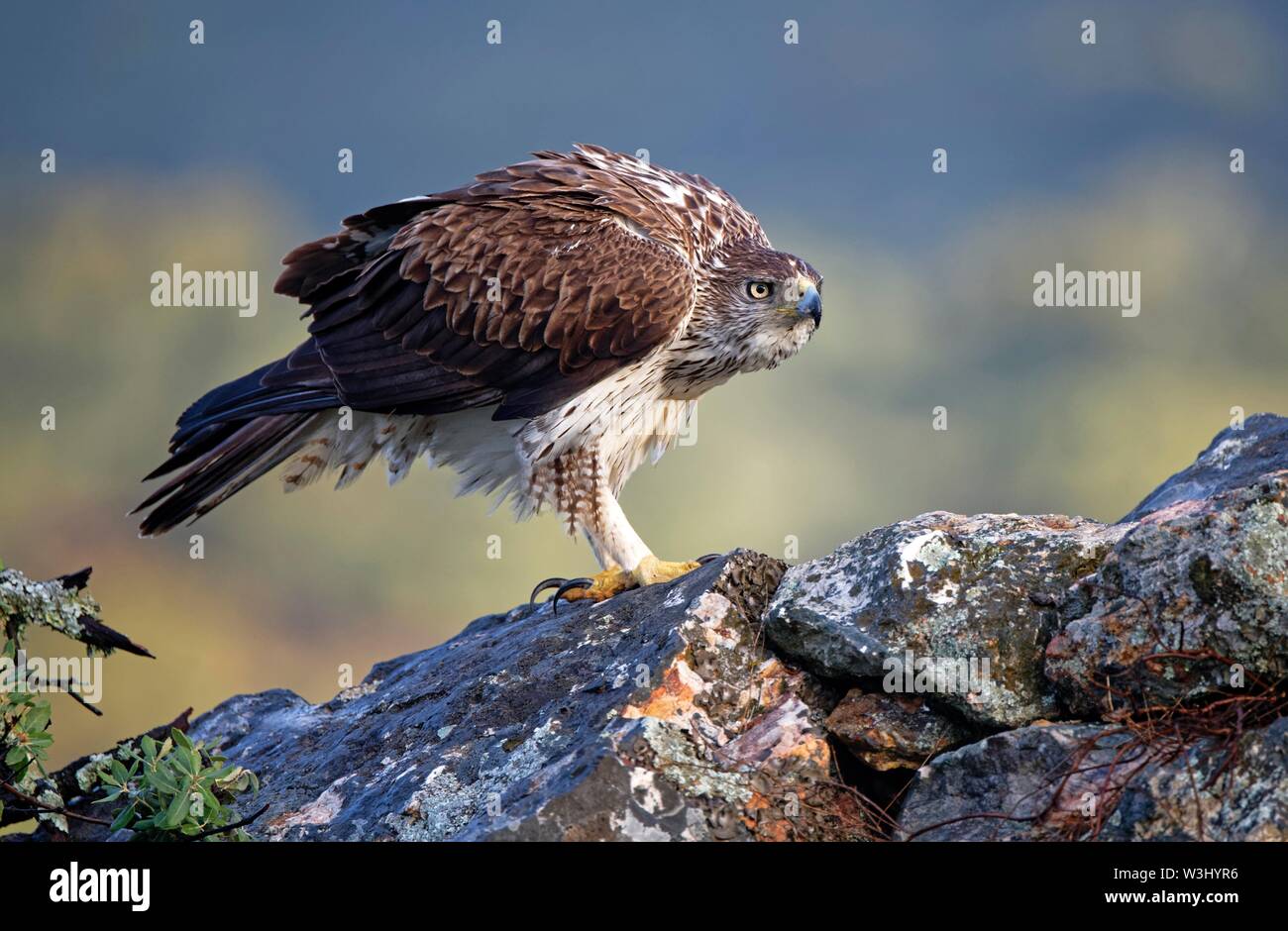 L'aquila del Bonelli (Aquila fasciata), in piedi gonfi sulle rocce, Estremadura, Spagna Foto Stock