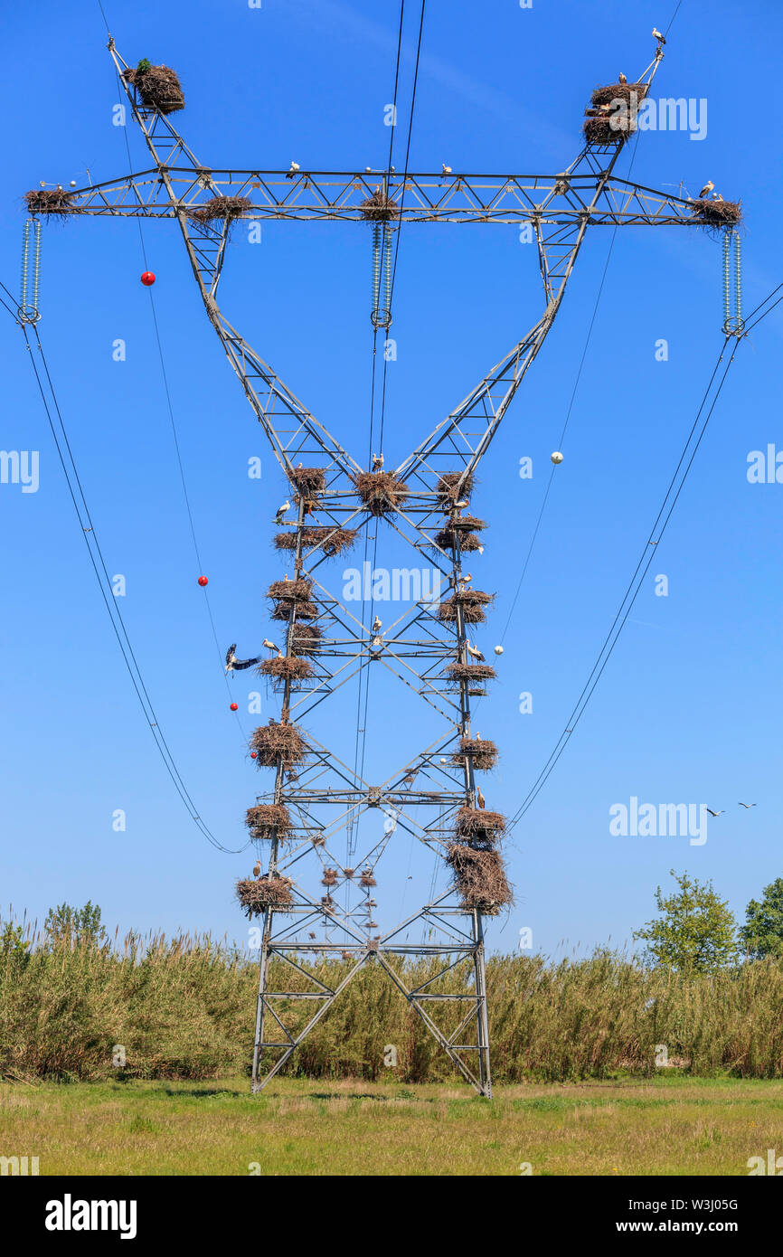 Cicogna bianca nidi sui tralicci di energia elettrica Foto Stock