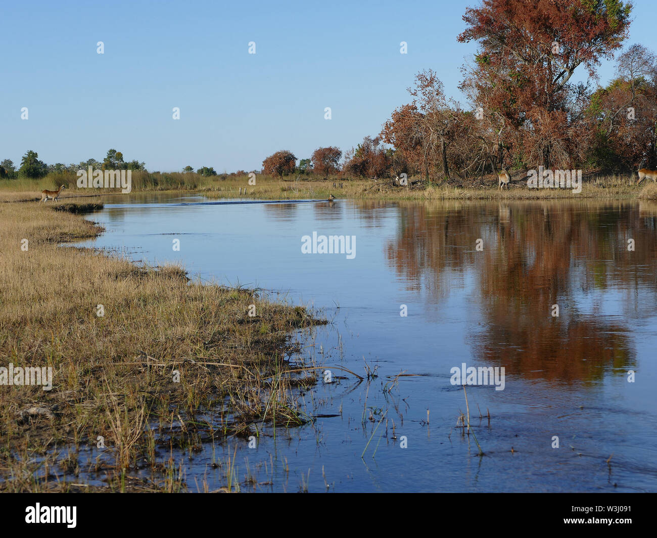 Kudu saltando in acqua inondato di Okavango Foto Stock