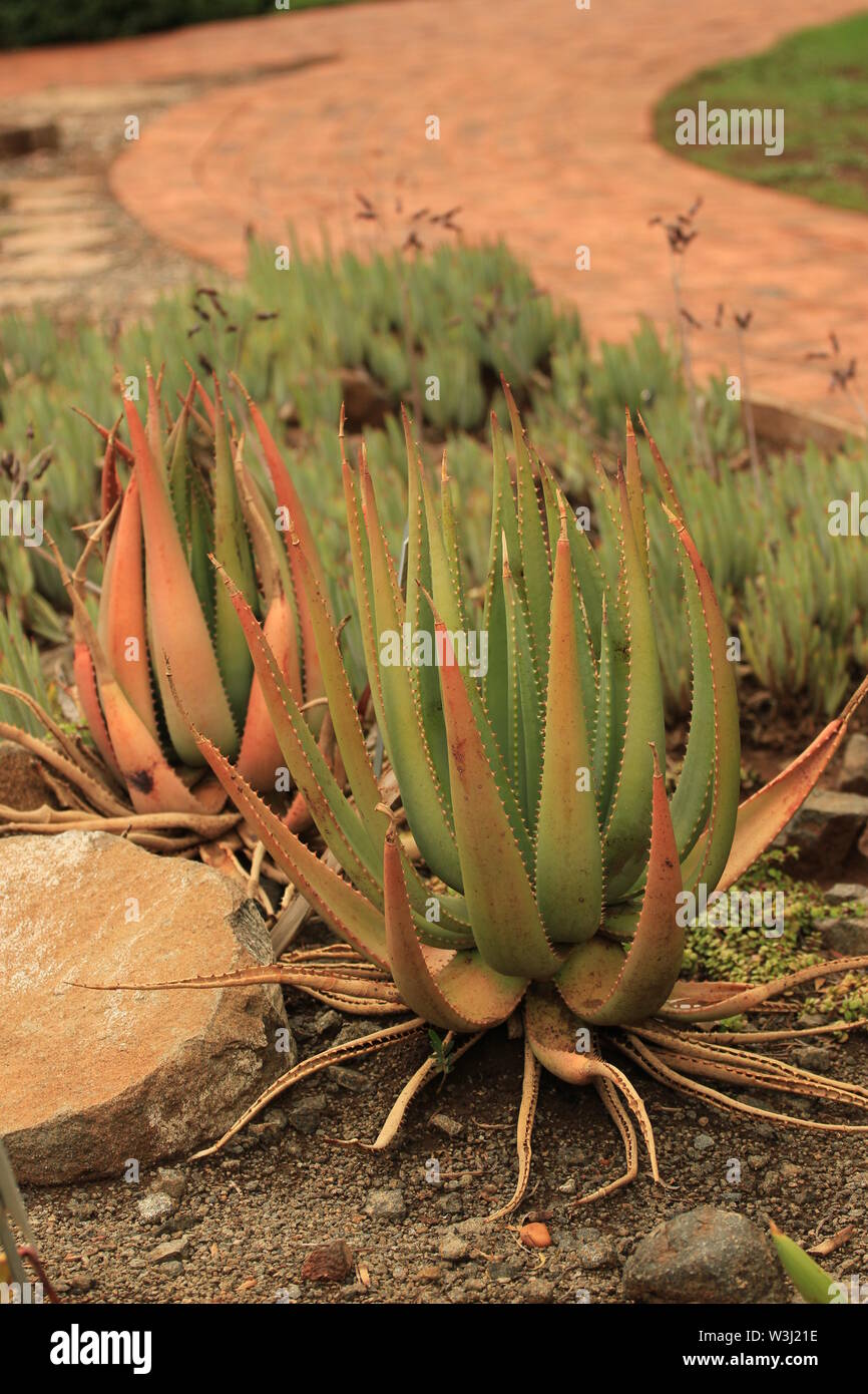 Pianta di Aloe in un giardino Foto Stock