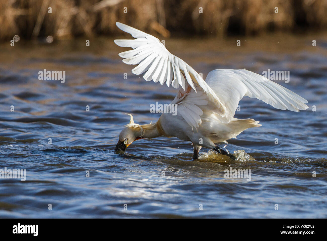 Eurasian spatola (Platalea leucorodia), o comuni o spatola, Löffler (Platalea leucorodia) Foto Stock