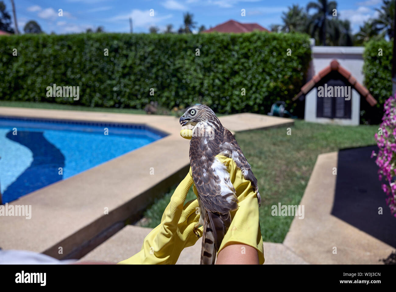 Crested astore (Accipiter trivirgatus) Foto Stock