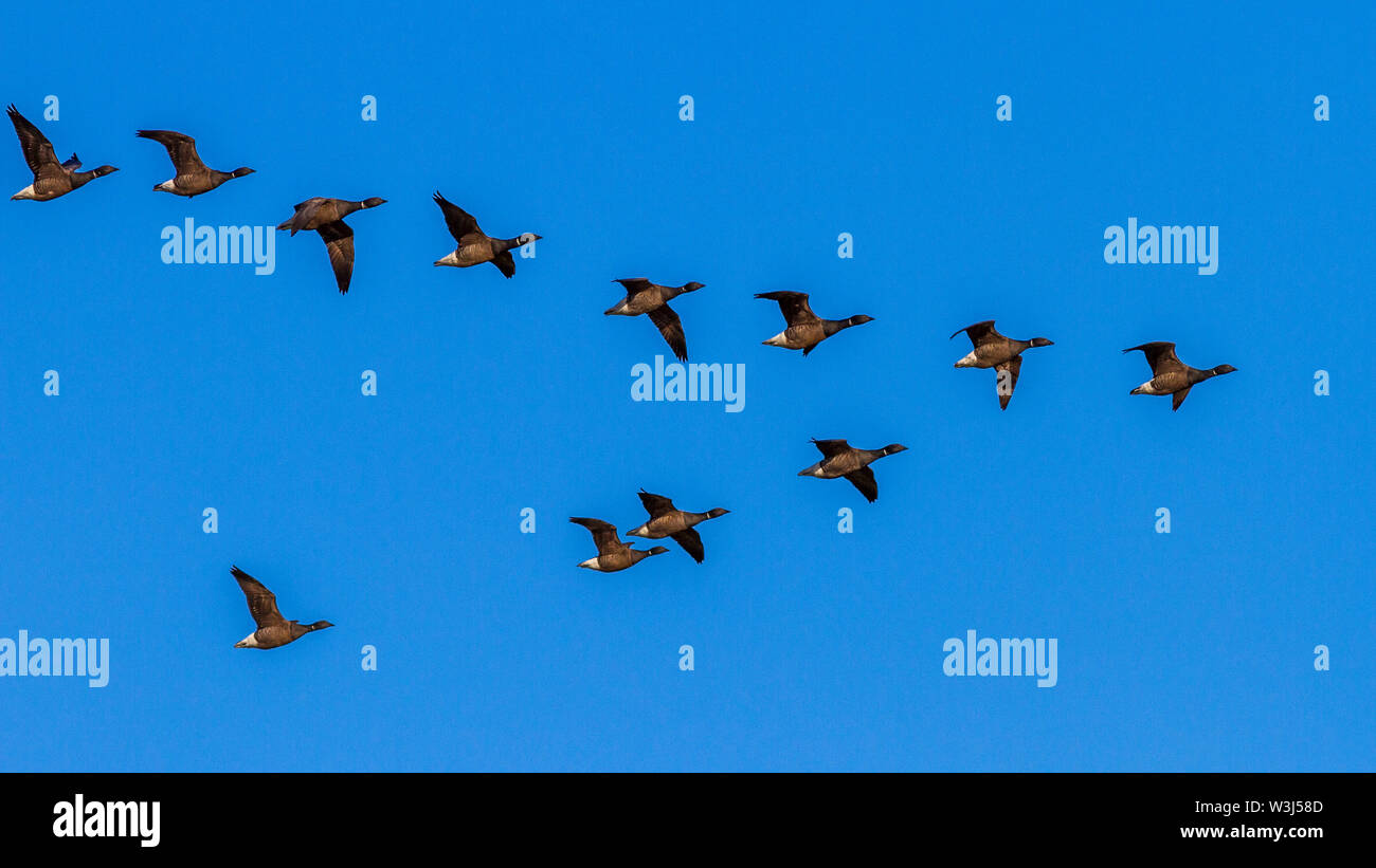 Brent goose, Ringelgänse (Branta bernicla) Foto Stock