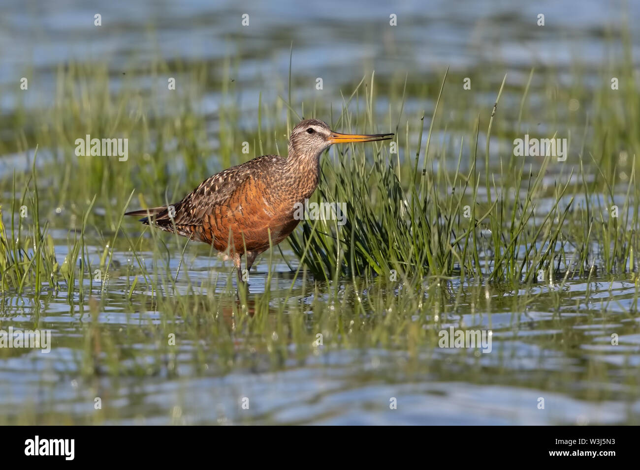 Hudsonian godwit Foto Stock