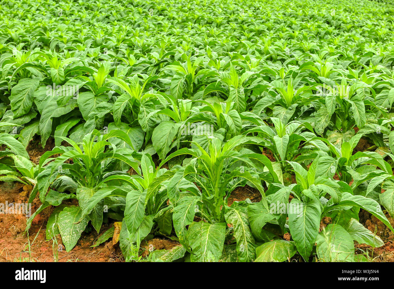 La piantagione di tabacco (Nicotiana tabacum), Petrolandia, Santa Catarina Foto Stock