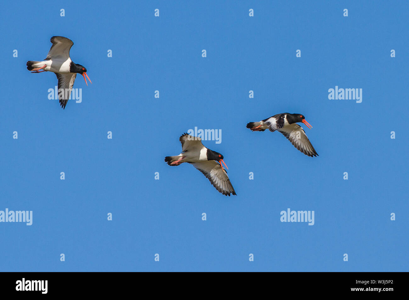 Eurasian oystercatcher, comune pied oystercatcher, Austernfischer (Haematopus ostralegus) Foto Stock