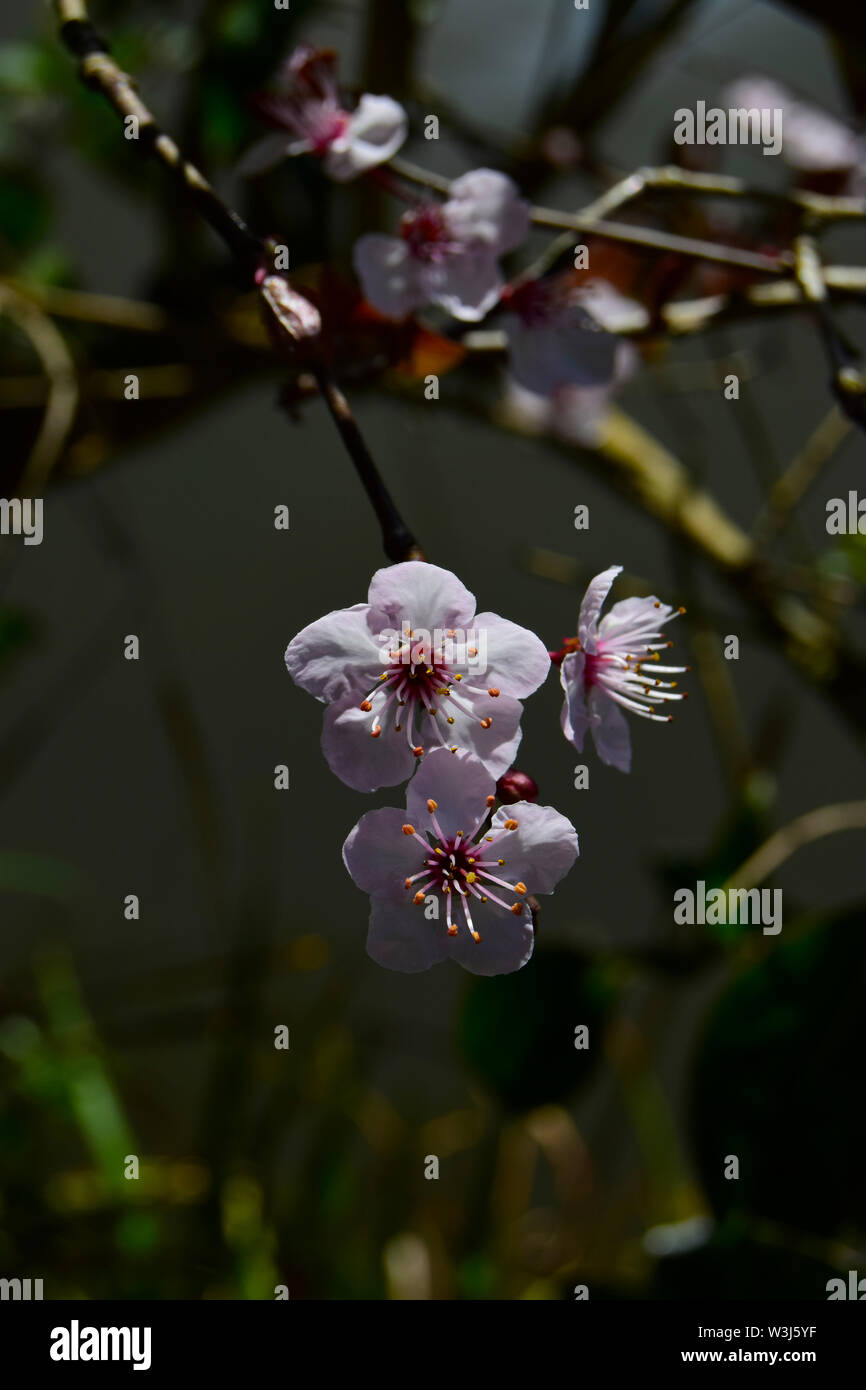 Bianco Ciliegio blossom ( Prunus yedoensis x ) di close-up Foto Stock