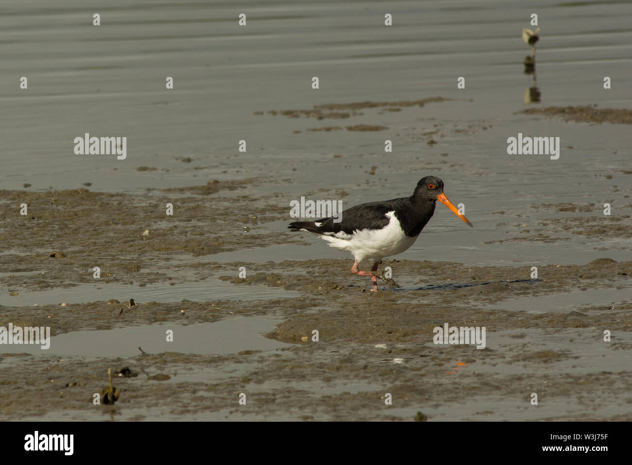 Isola del Sud Pied Oystercatcher (Haematopus finschi) wading nel fango Foto Stock