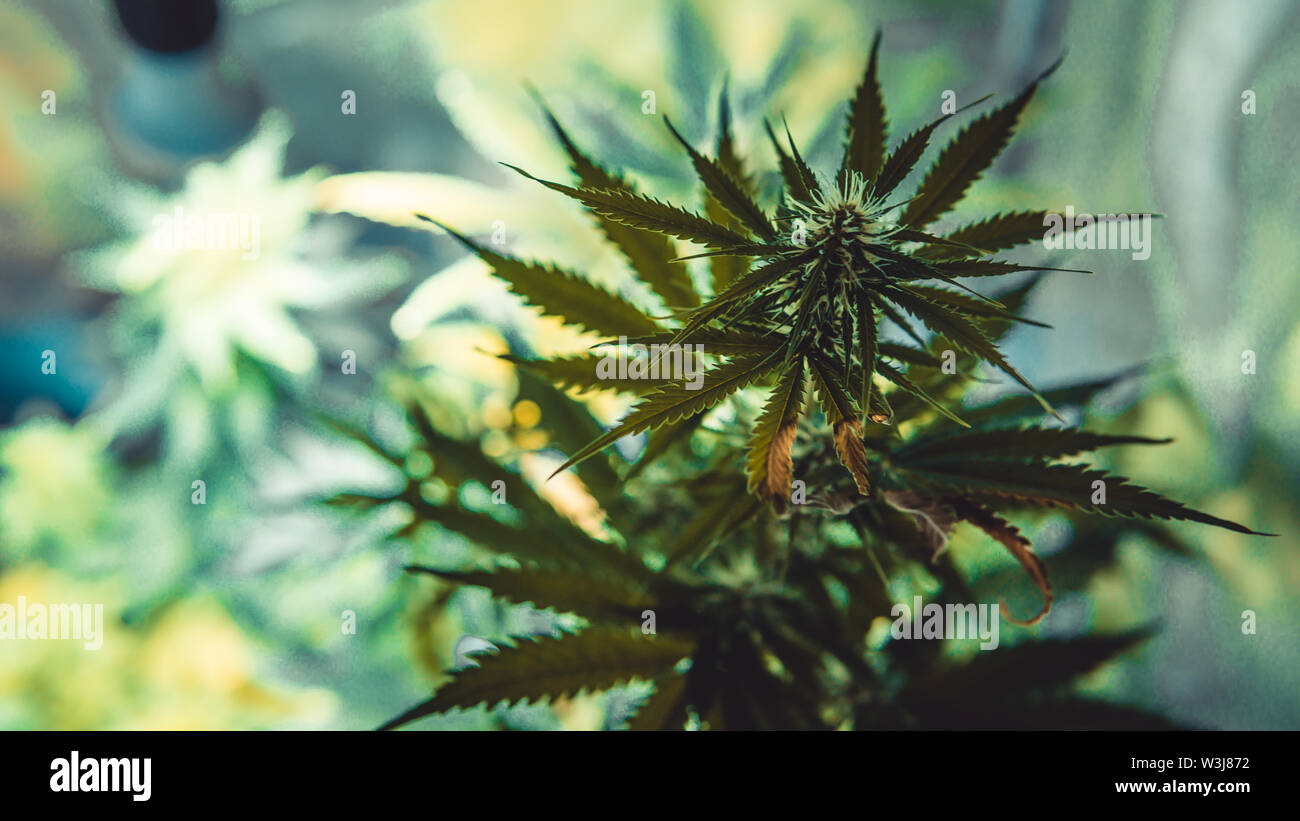 La marijuana medica in crescita di piante in ambienti chiusi. Schiusura delle gemme di cannabis di close-up. La marijuana è un concetto di medicina a base di erbe Foto Stock