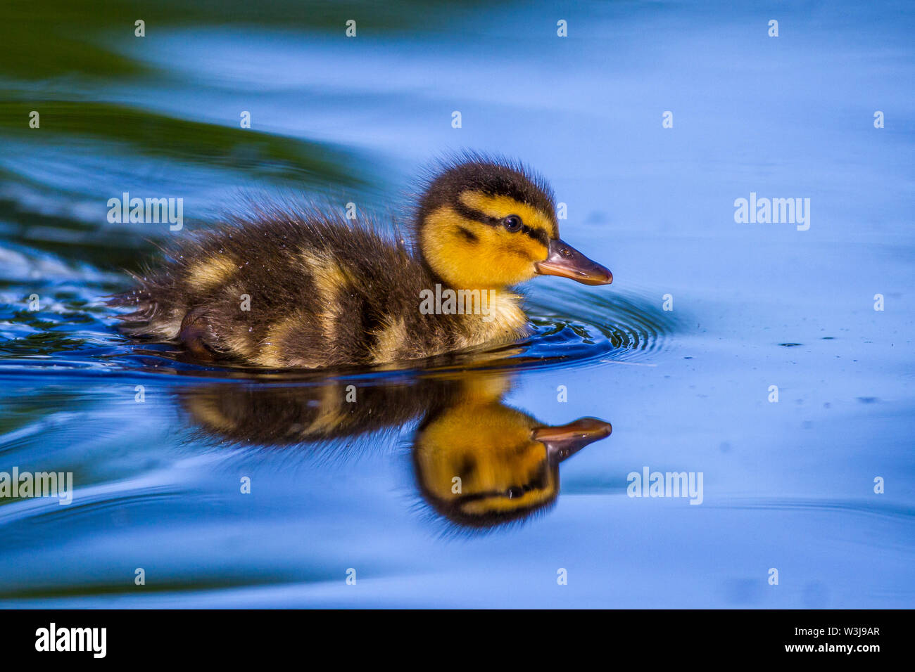 Il Germano Reale, Stockente (Anas platyrhynchos) Junge Foto Stock