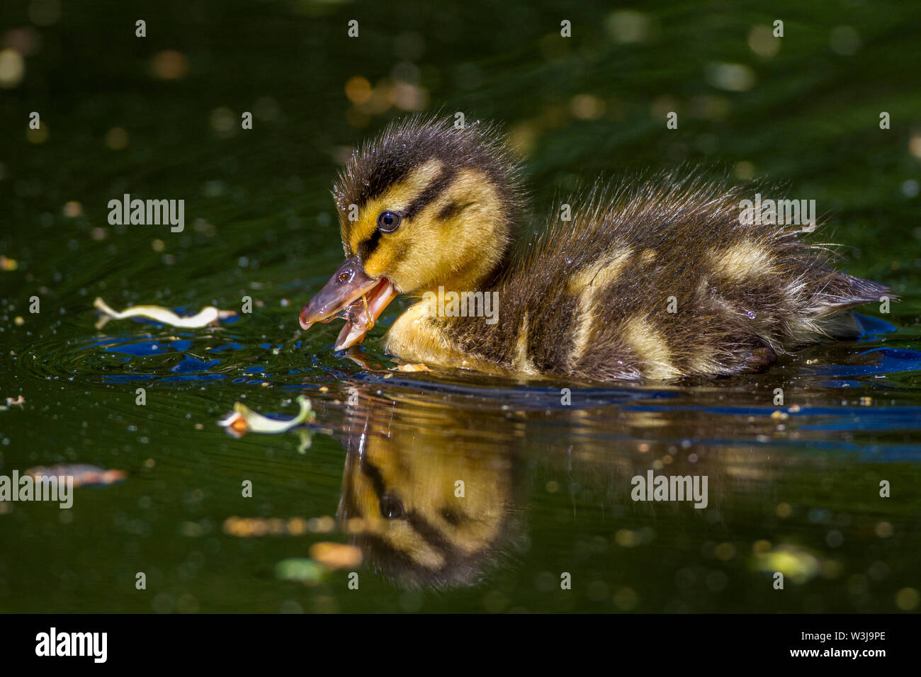 Il Germano Reale, Stockente (Anas platyrhynchos) Junge Foto Stock