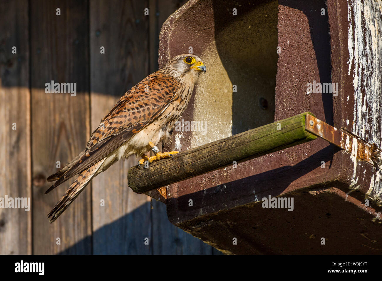 Il Gheppio comune, Turmfalke, Turmfalken, Falke, Falken, Falco tinnunculus, Turmfalke (Falco tinnunculus) Weibchen Foto Stock