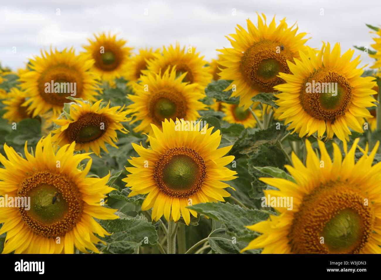 Westerhausen, Germania. 16 Luglio, 2019. Girasoli fiorisce in un campo nel cerchio di Harz. Le temperature sono attesi per salire di nuovo nei prossimi giorni. Credito: Matthias Bein/dpa-Zentralbild/ZB/dpa/Alamy Live News Foto Stock