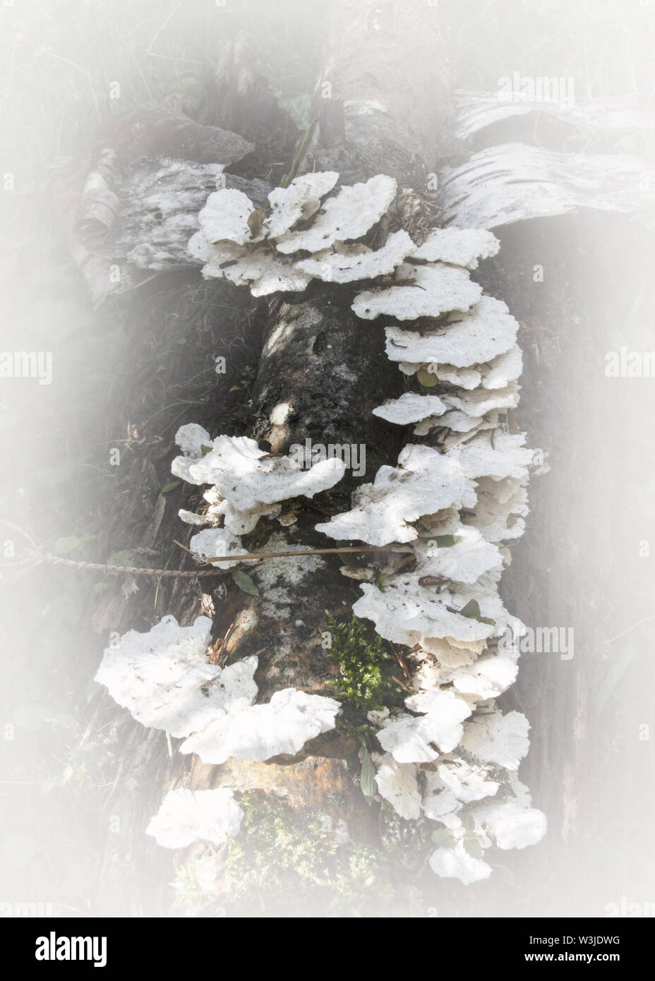 Funghi di Bosco con un tocco morbido Foto Stock