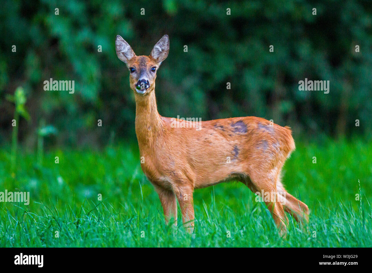 Capriolo, Reh (Capreolus capreolus) Foto Stock