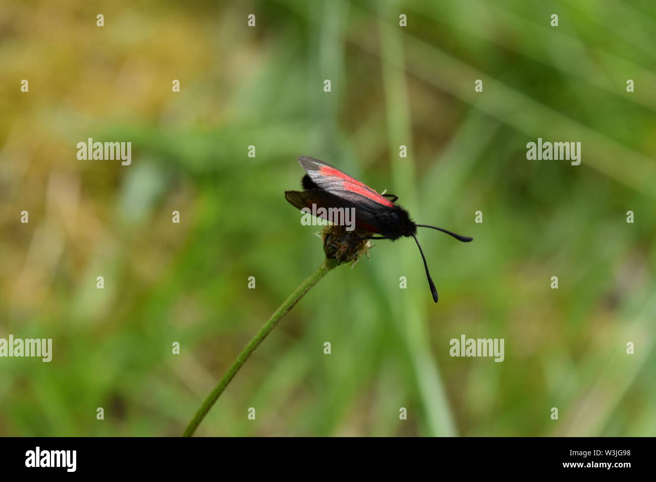 Trasparente falena Burnett (Zygaena purpuralis) sulle pendici del Beinn Lora, Scozia. Foto Stock