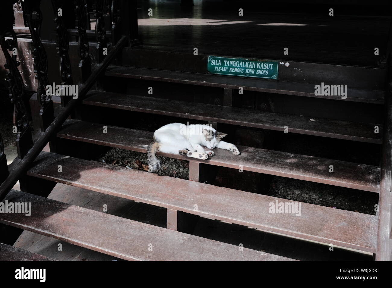 Cat dormire su scale di legno Foto Stock