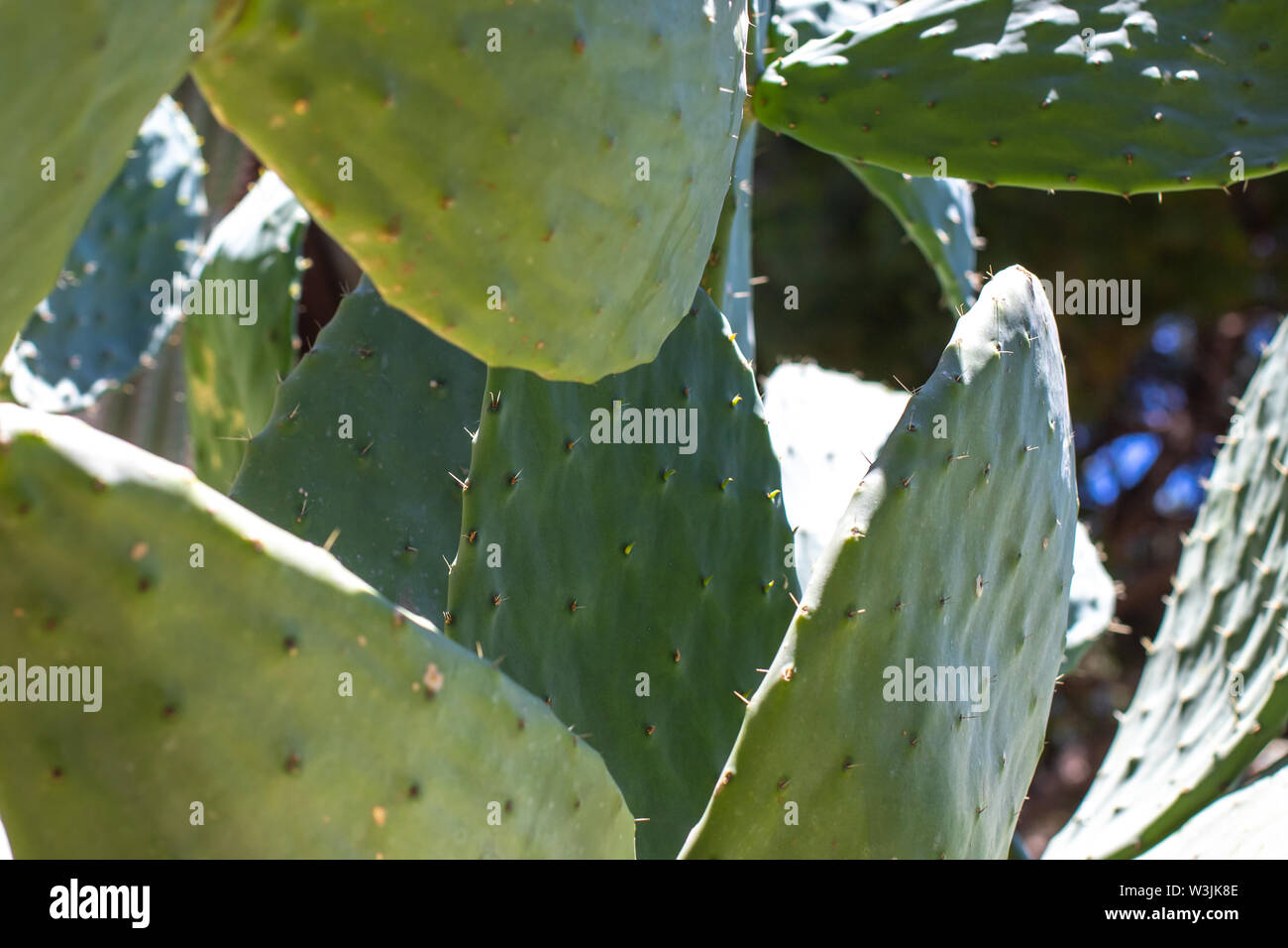 Il Cactus Opuntia. Texture sfocate di cactus. La pianta è ricoperta di spine. Carmine fonte di colorante Foto Stock