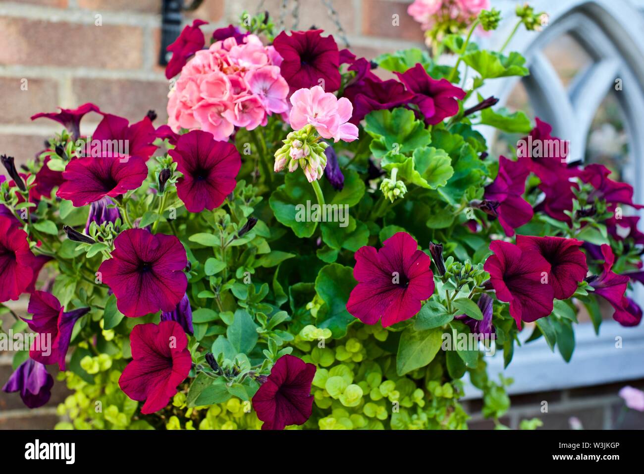 Bella cesta appesa con viola nelle petunie e luce gerani rosa Foto Stock